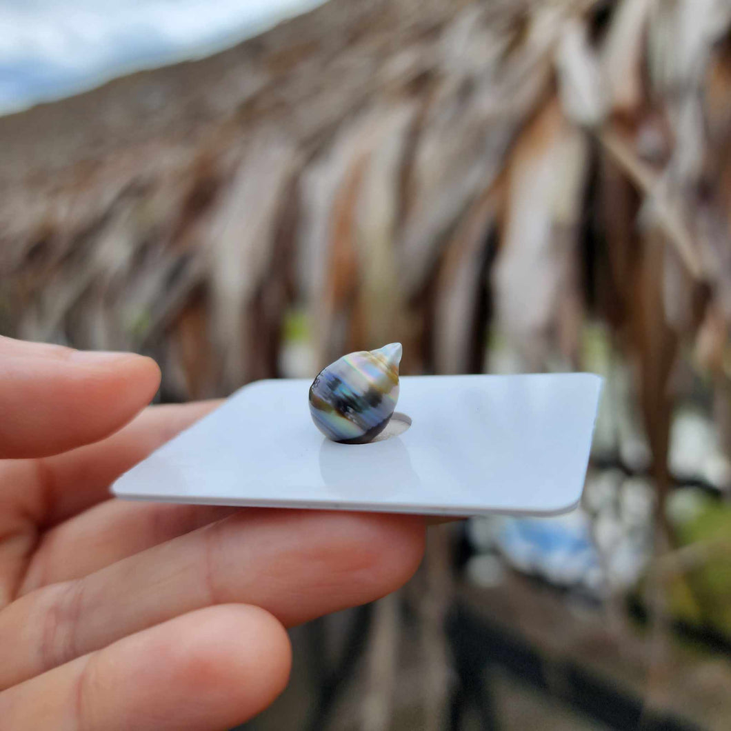 Civa Fiji Loose Saltwater Pearl - FJD$